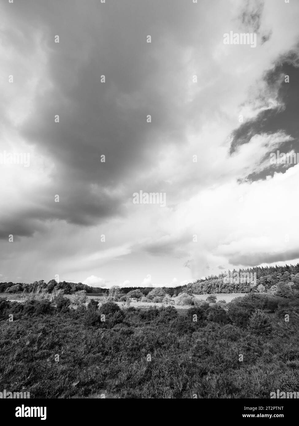 B&W, Storm Clouds and Rain, The New Forest National Park, Hampshire