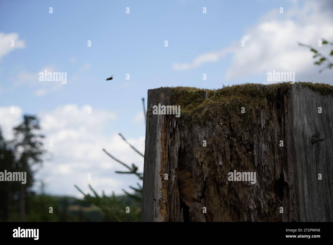 rotten wood left in the forest is a breeding ground for both good and ...