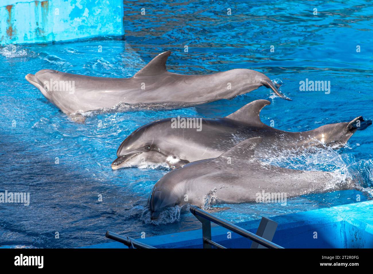 Dolphins together with his instructors performs some acrobatics. The ...