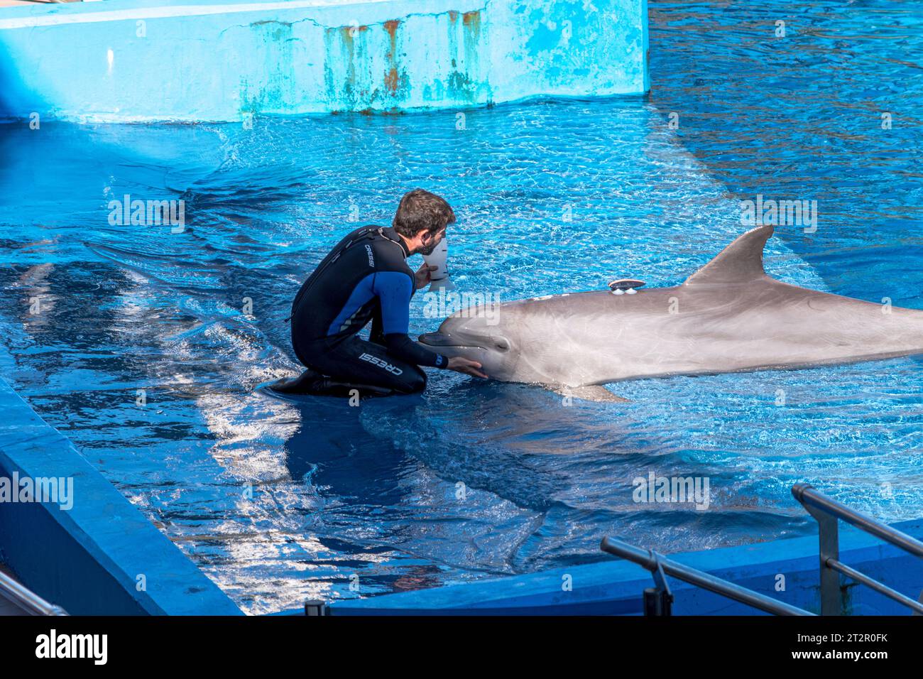 Valencia, Spain - September 25th, 2023: Dolphin together with his instructor show presentation in blue water in the Oceanografic. Strong bond of frien Stock Photo