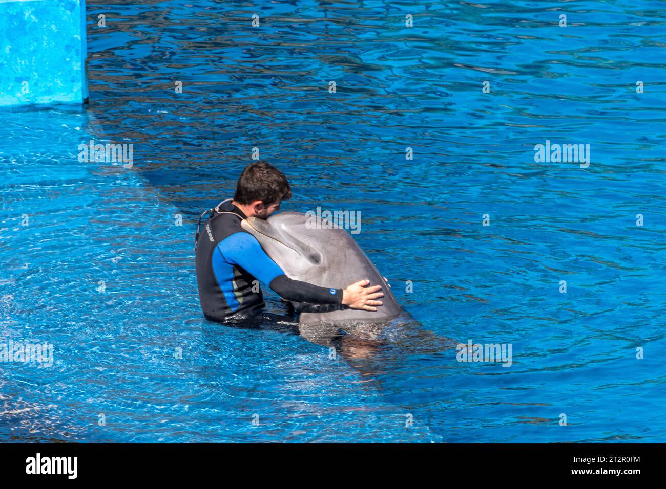 Valencia, Spain - September 25th, 2023: Dolphin together with his instructor show presentation in blue water in the Oceanografic. Strong bond of frien Stock Photo