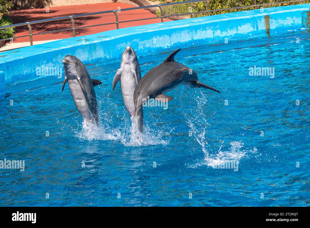 A group of bottlenose dolphins performing acrobatics jumps. The animals