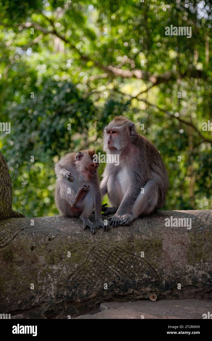 Delight in the heartwarming sight of a mother and her child monkey against a lush tree backdrop. Their tender interaction captures the essence of mate Stock Photo