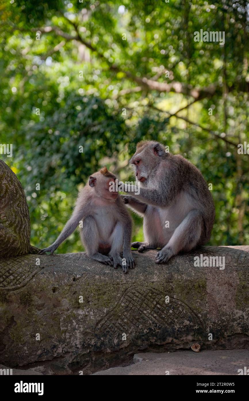 Witness the extraordinary bond between a mother monkey and her child, as she gently caresses her little one. Against the backdrop of nature's serenity Stock Photo