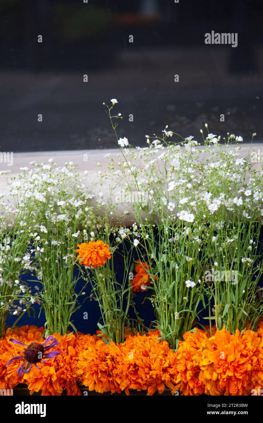 Pasaje de flores hires stock photography and images Alamy