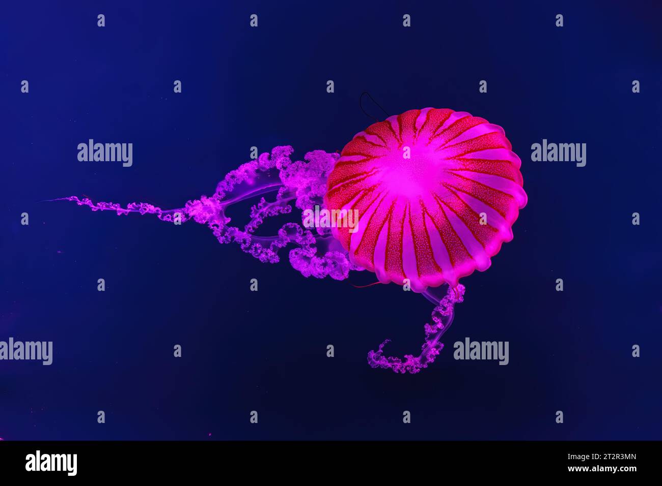 Fuorescent jellyfish swimming underwater aquarium pool with pink neon