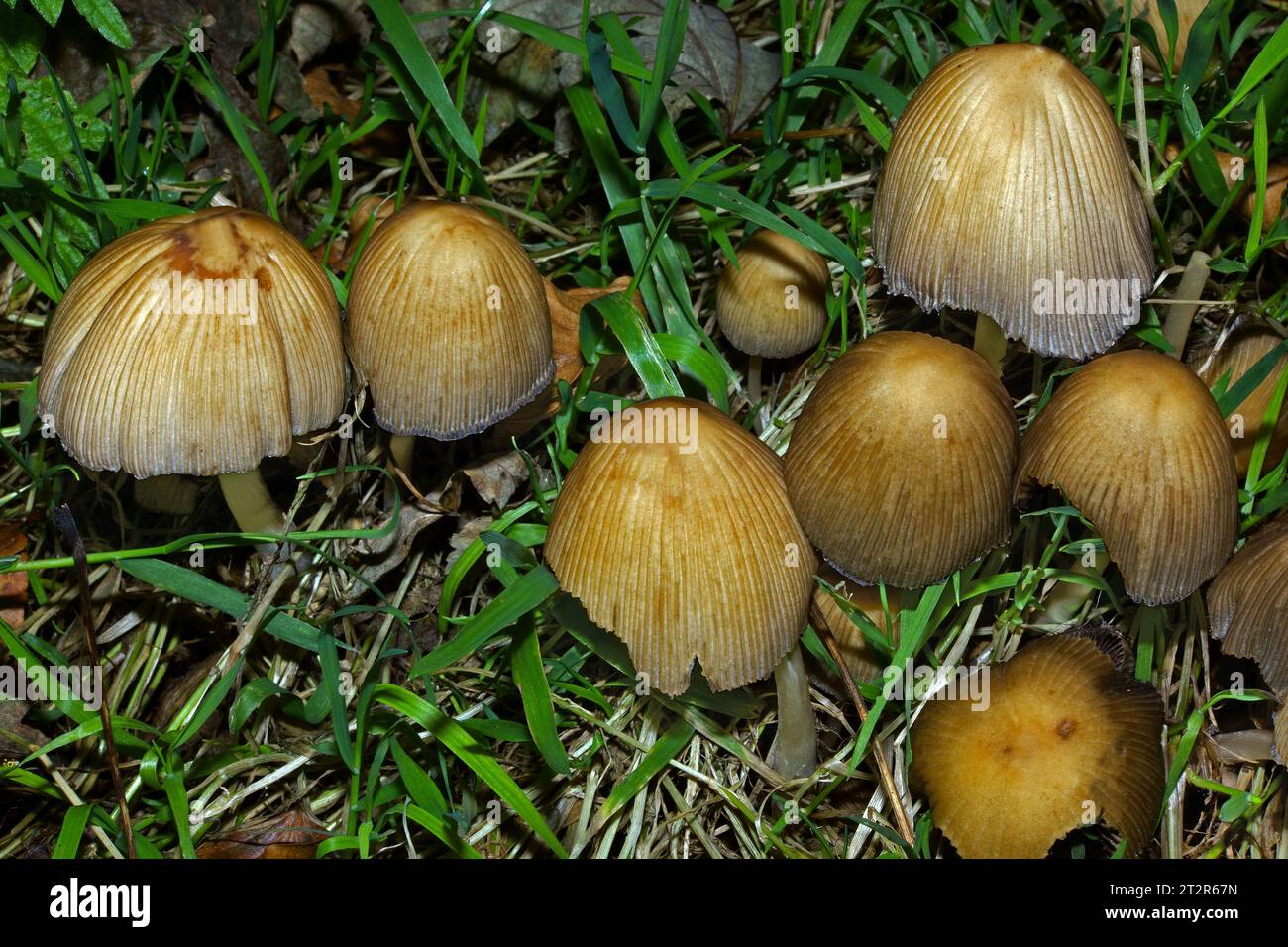 Coprinellus cf impatiens was found under beech trees in North Wales. This inkcap fungus occurs throughout Europe and parts of North America. Stock Photo