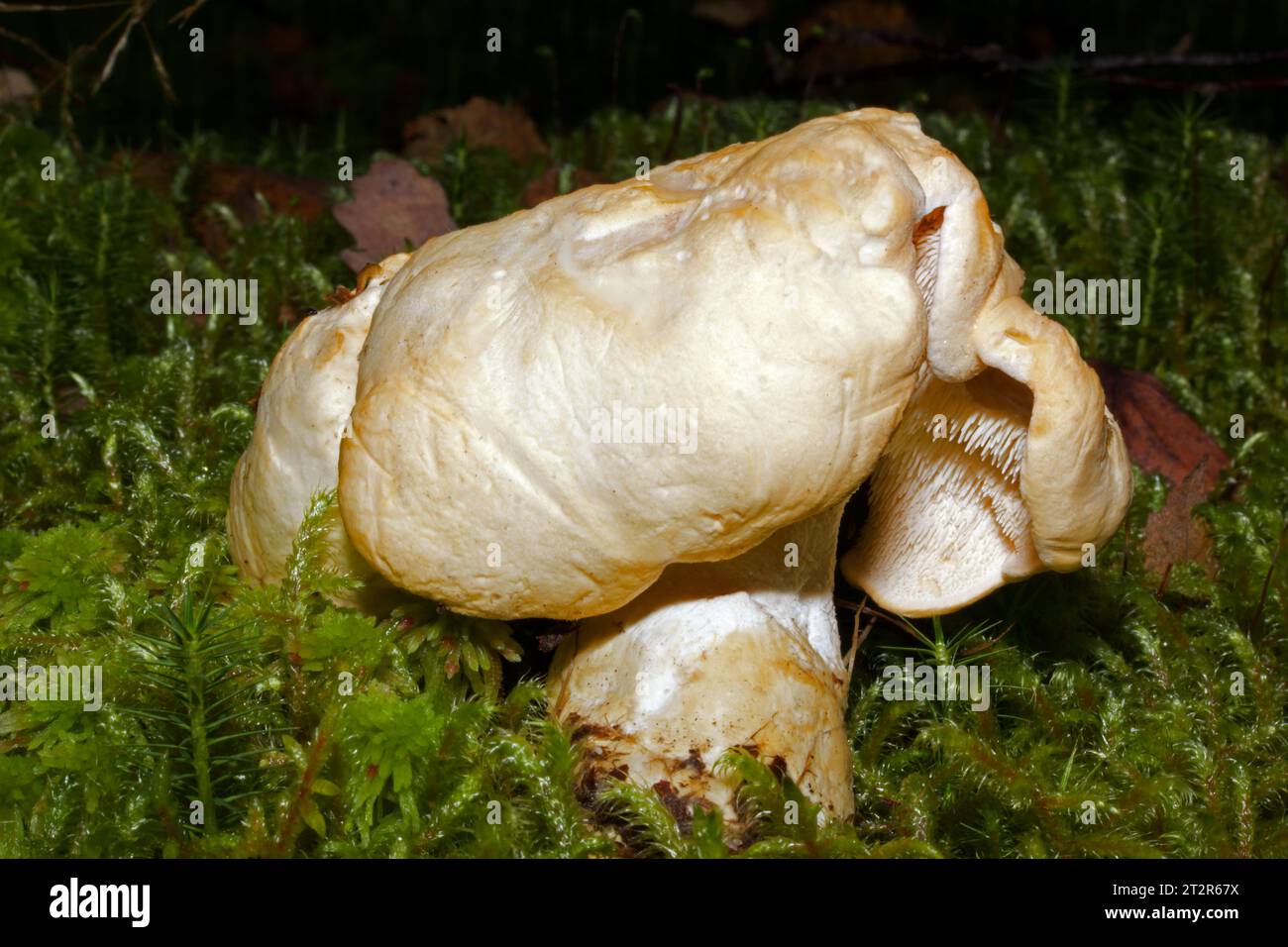Hydnum repandum (wood hedgehog) is a fungus found in coniferous and deciduous forests. It is widely distributed in Europe and also in North America. Stock Photo