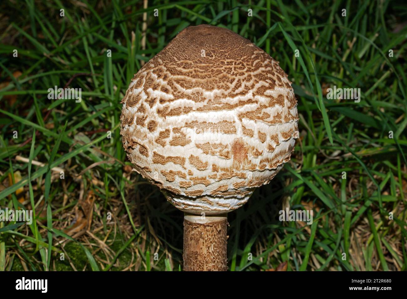 Macrolepiota procera (parasol mushroom) is a fungus found in pastures and occasionally in woodland. Globally, it is widespread in temperate regions. Stock Photo