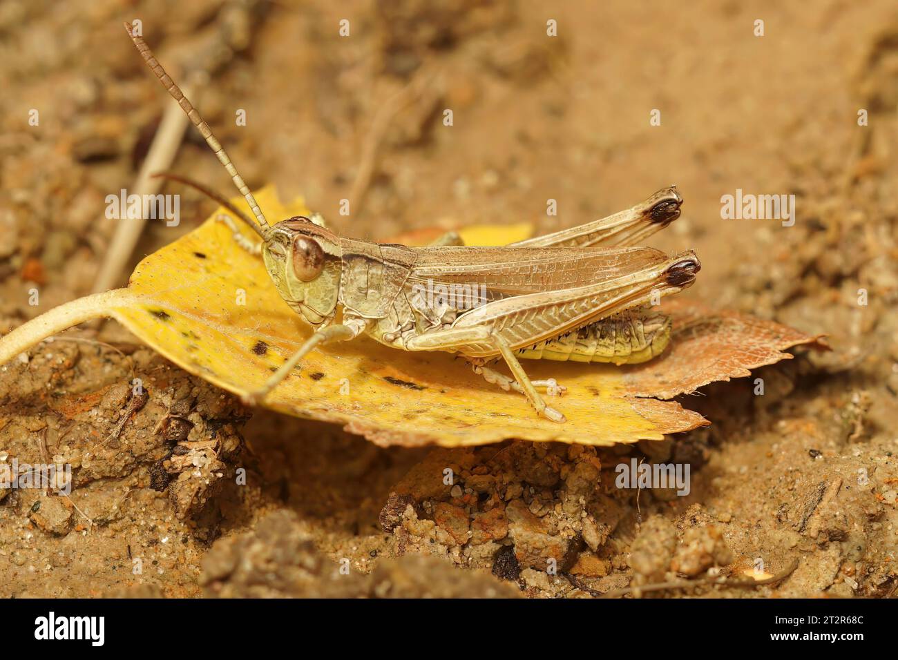 Natural closeup on the common or meadow grasshopper, Pseudochorthippus parallelus sitting on a fallen leaf Stock Photo