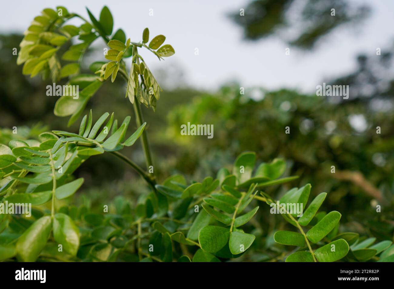 Trembesi tree hi-res stock photography and images - Alamy