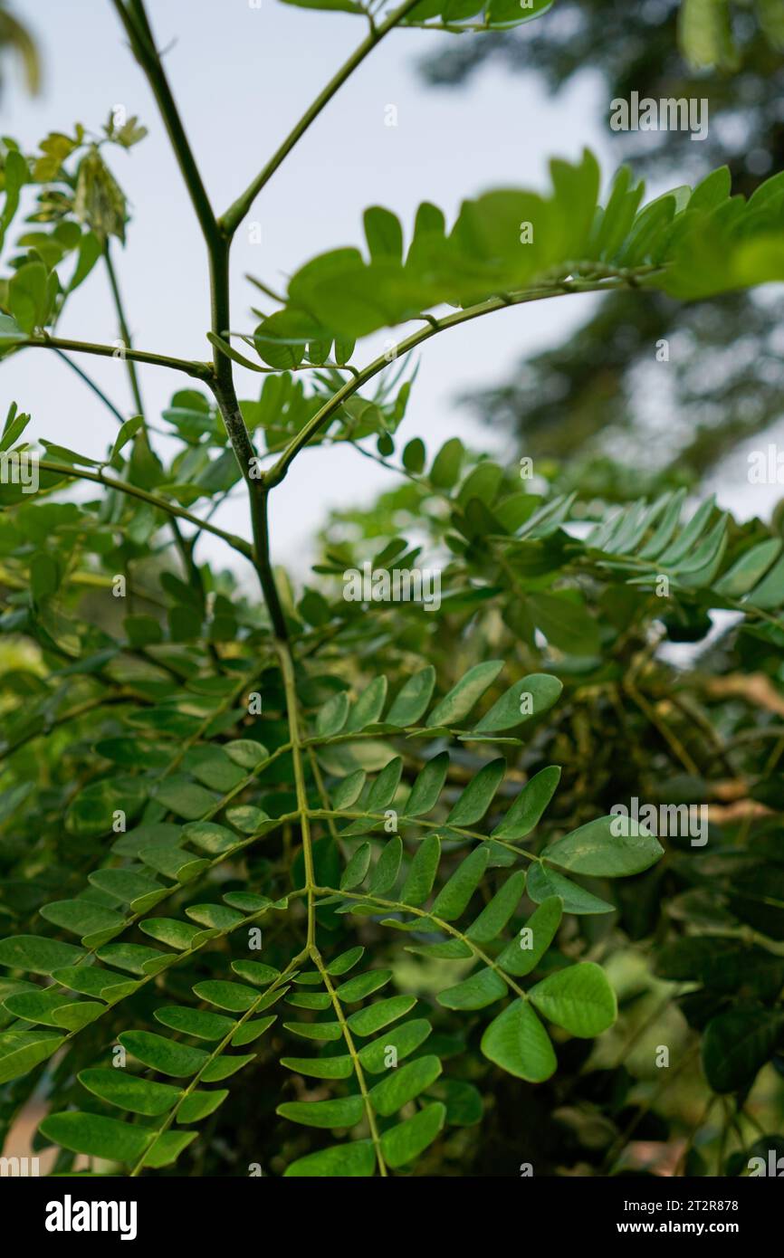 Trembesi tree hi-res stock photography and images - Alamy