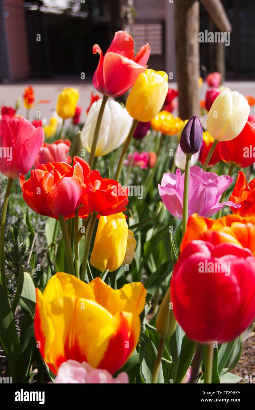 Tulpenbeet Stock Photo