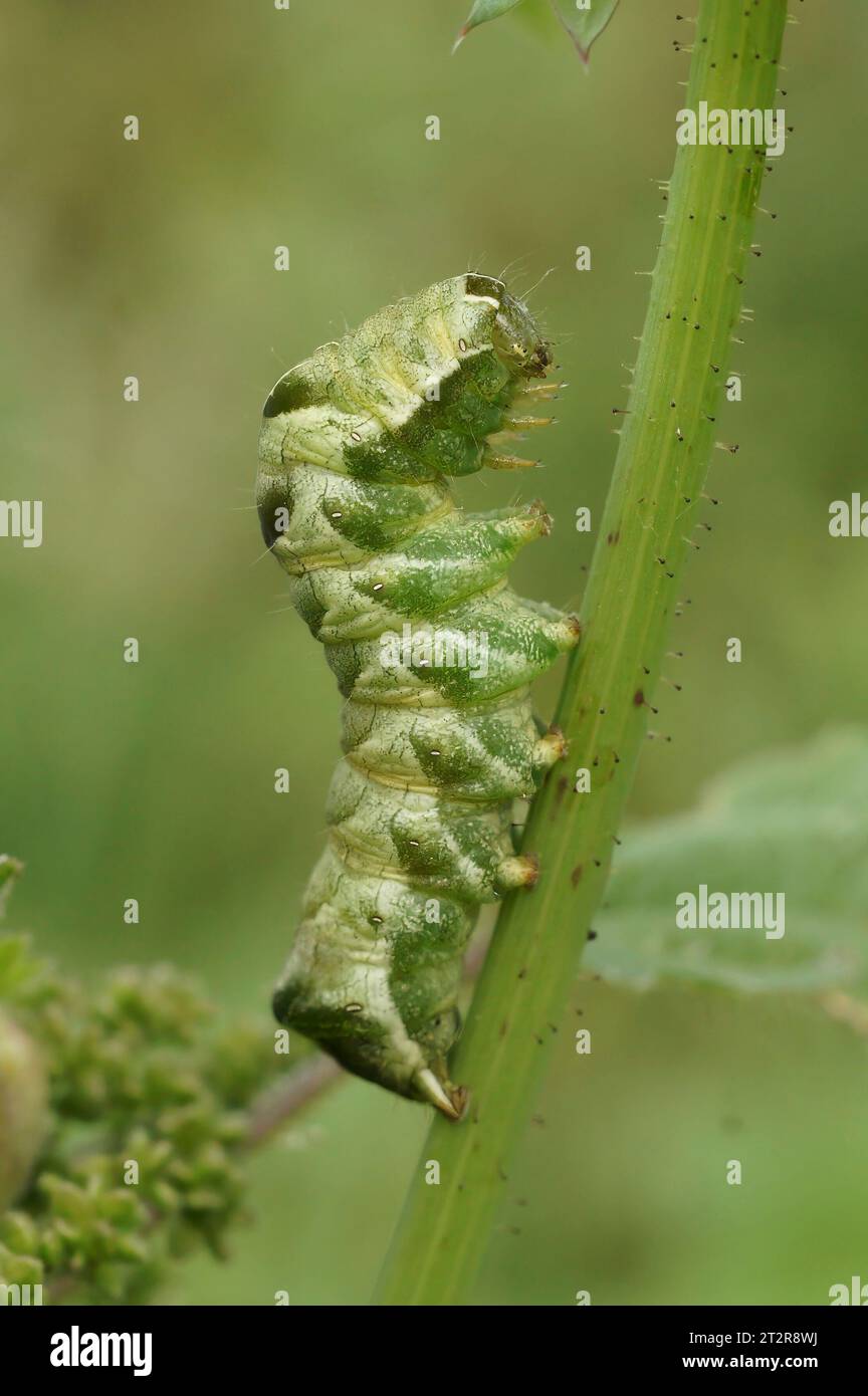 Natural closeup on the caterpillar of the Dot owlet moth, Melanchra persicariae sitting on Saliw, Willow Stock Photo