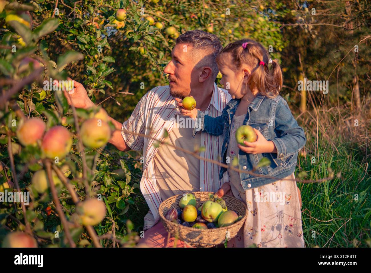 Dad and daughter picking apples from a tree on a warm autumn day at ...