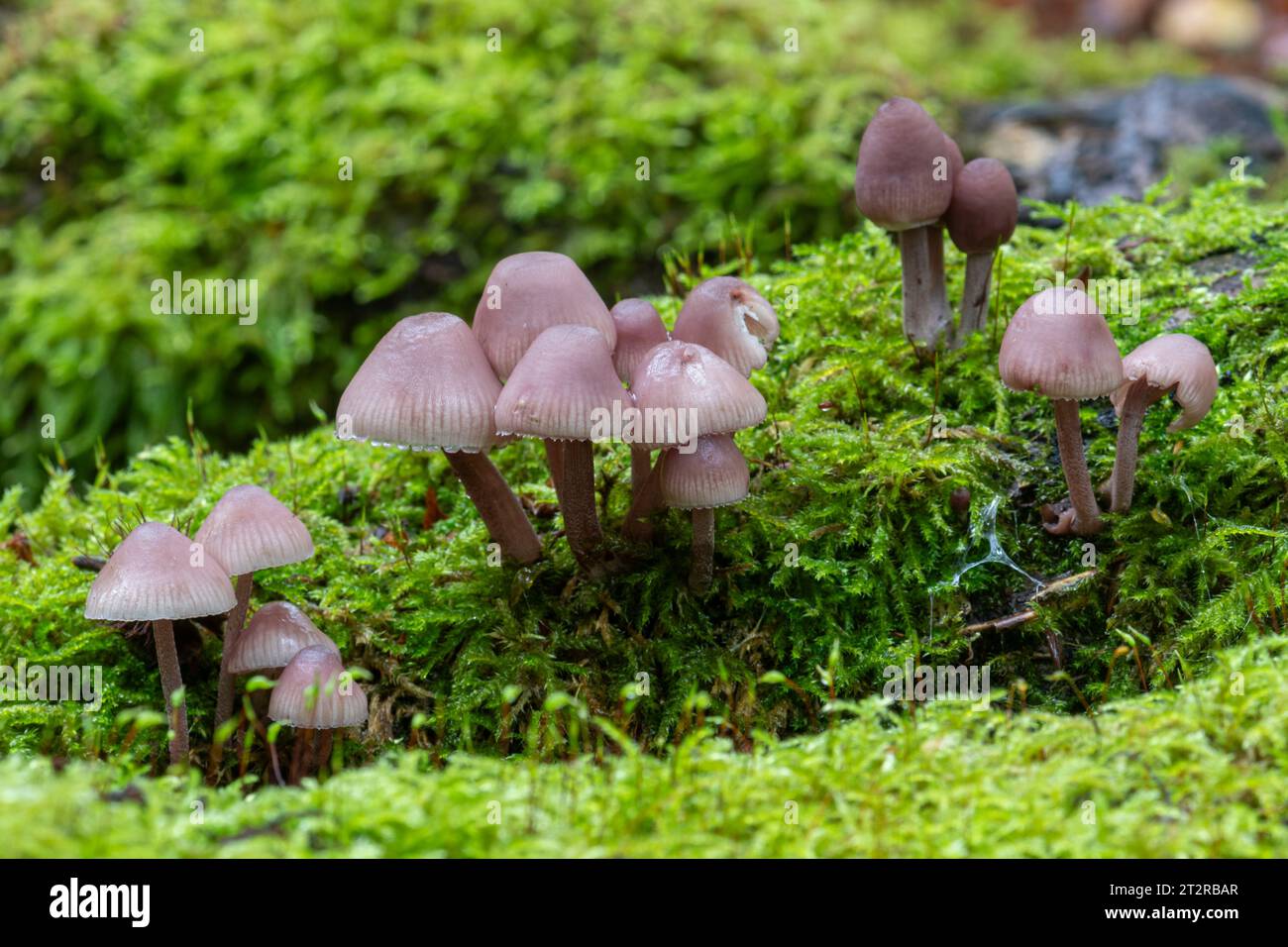Mycena haematopus toadstools, commonly known as the burgundydrop bonnet, fungi growing on dead tree trunk during autumn or October, UK Stock Photo