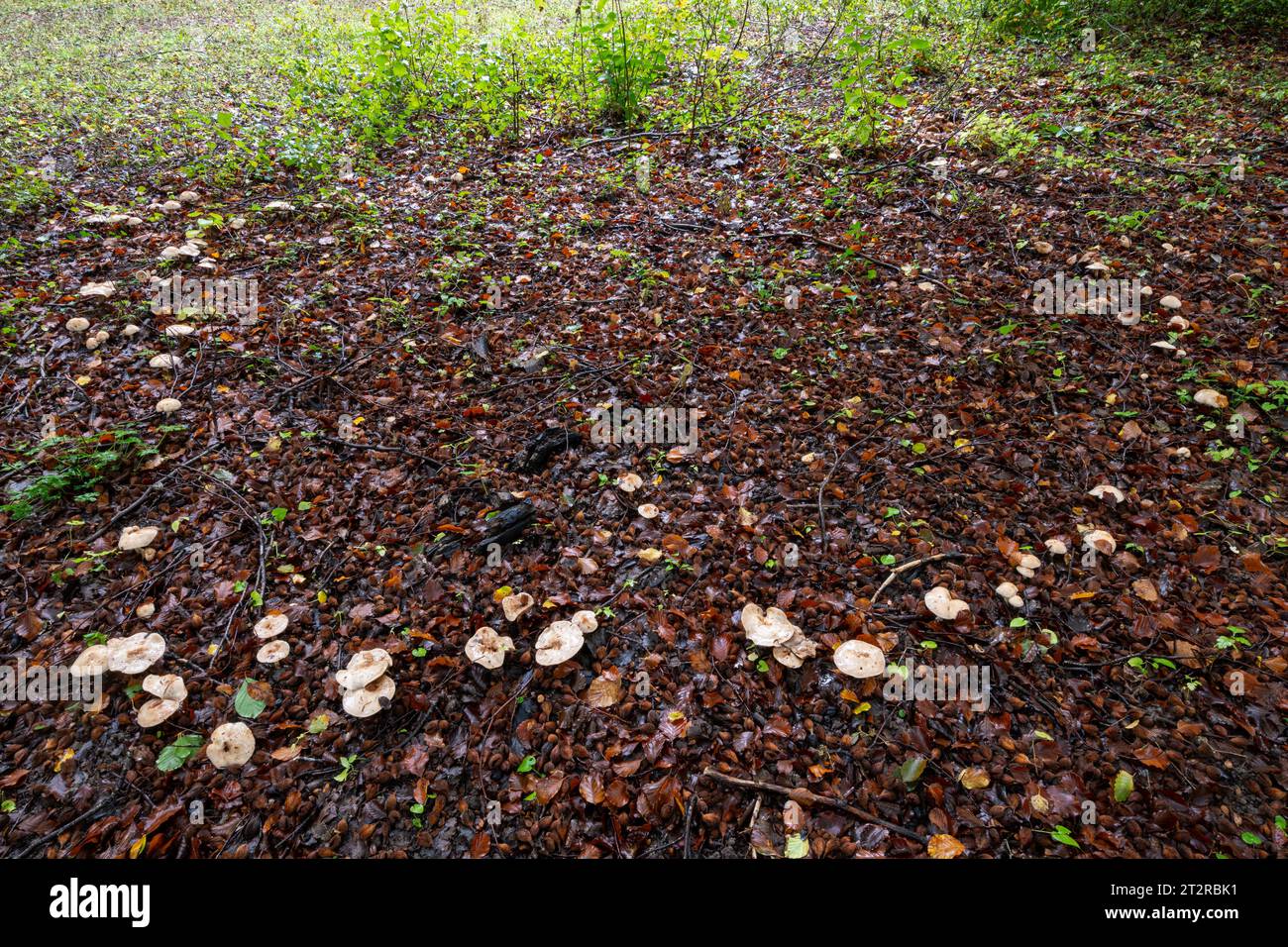 A fairy ring in woodland during October or autumn, poison pie fungi toadstools mushrooms (Heboloma crustuliniforme) growing in a circle Stock Photo