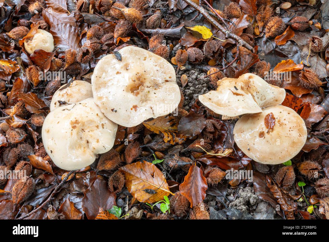 Poison pie fungi toadstools mushrooms (Heboloma crustuliniforme) growing in beech woodland during October or autumn, England, UK Stock Photo