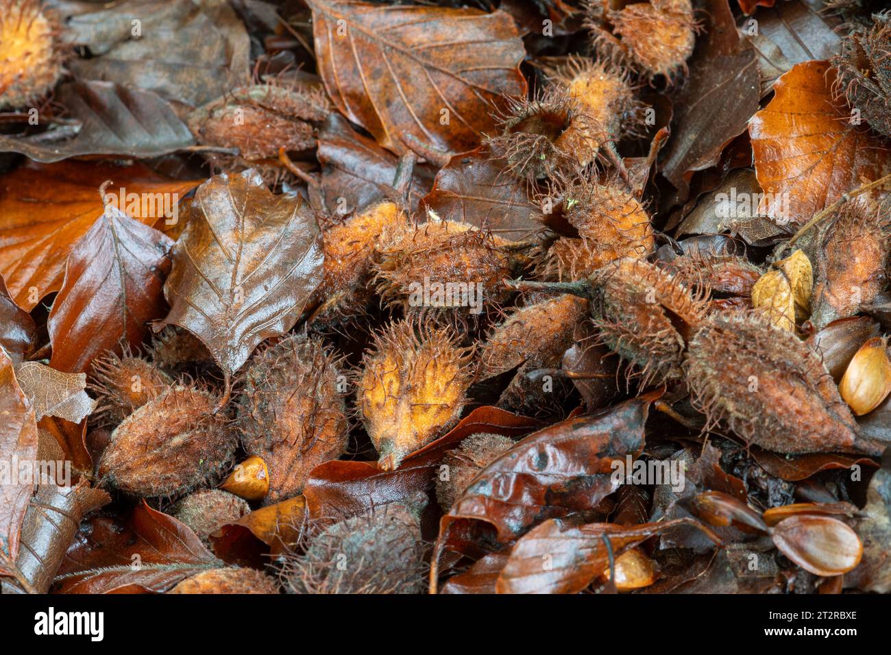 Beech mast beechmast beech nuts on woodland floor during October autumn fall, UK Stock Photo
