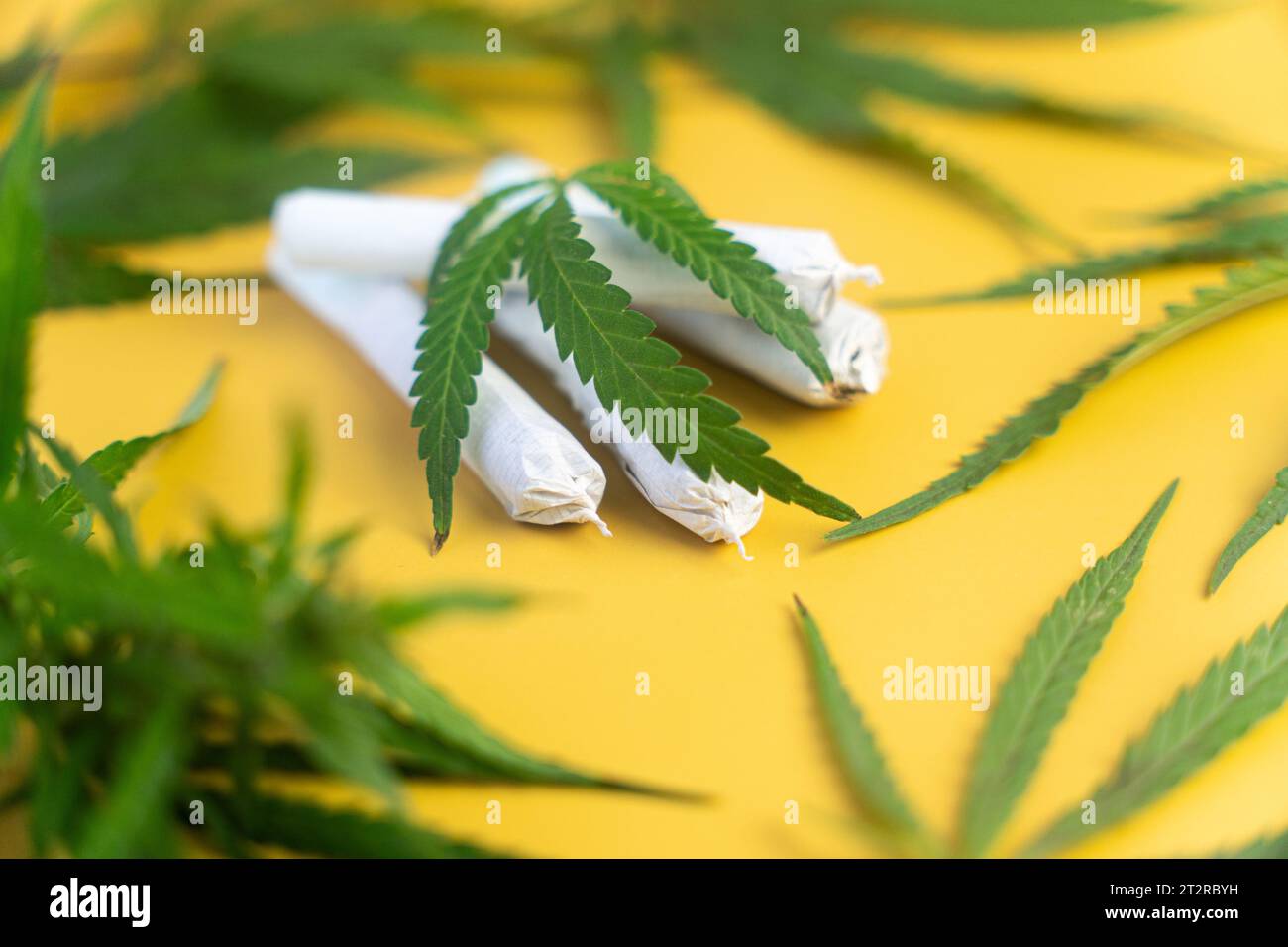 Equipment smoke weed on yellow background. Cannabis legalisation. CBD and THC on buds in cannabis. Cannabis buds weed on wood background. Marijuana sm Stock Photo