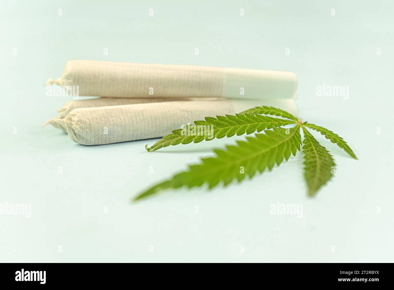 Preparing cannabis joint with tobacco and rolling paper with marijuana bud on blue background. The insinuation of marijuana abuse. cannabis legalizati Stock Photo