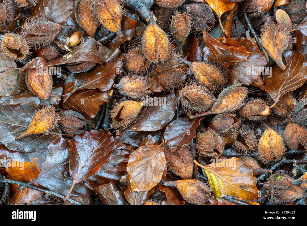 Beech mast beechmast beech nuts on woodland floor during October autumn fall, UK Stock Photo