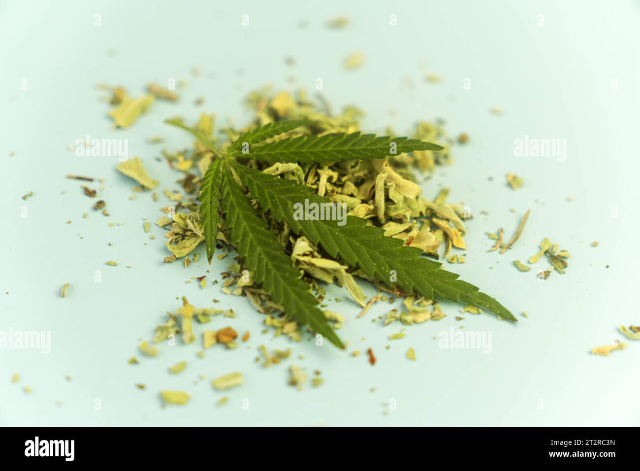 fresh and dry hemp. Preparing cannabis joint with tobacco and rolling paper with marijuana bud on blue background. The insinuation of marijuana abuse. Stock Photo