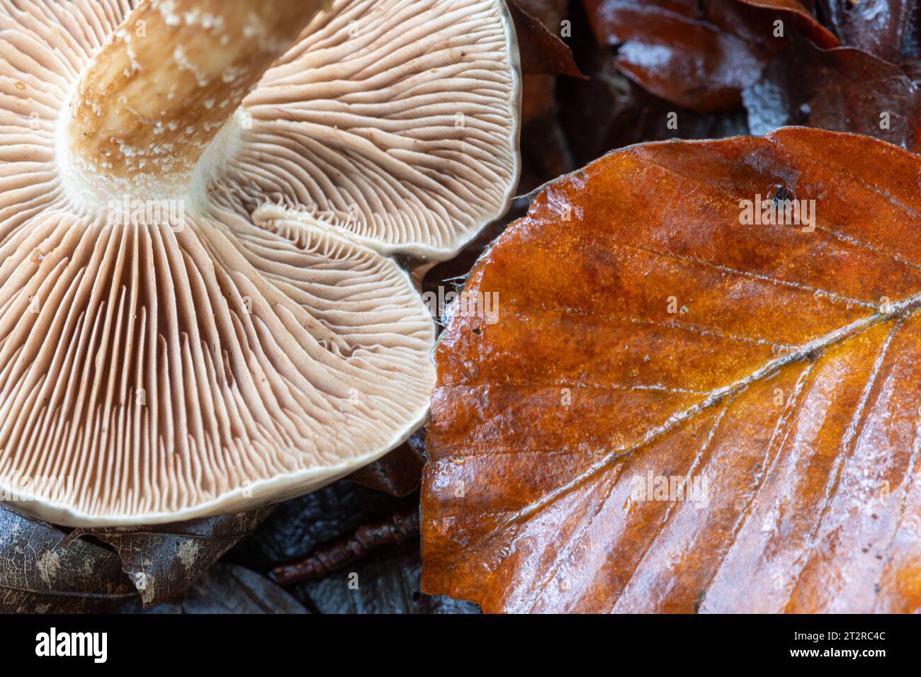 A gilled mushroom toadstool fungus on woodland floor with a brown beech leaf during autumn or fall Stock Photo
