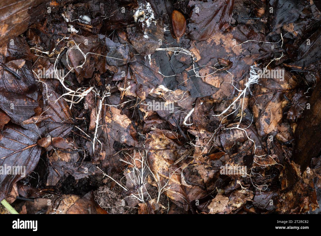 Fungal mycelium, white threads of a fungus in leaf litter in woodland, England, UK, autumn Stock Photo