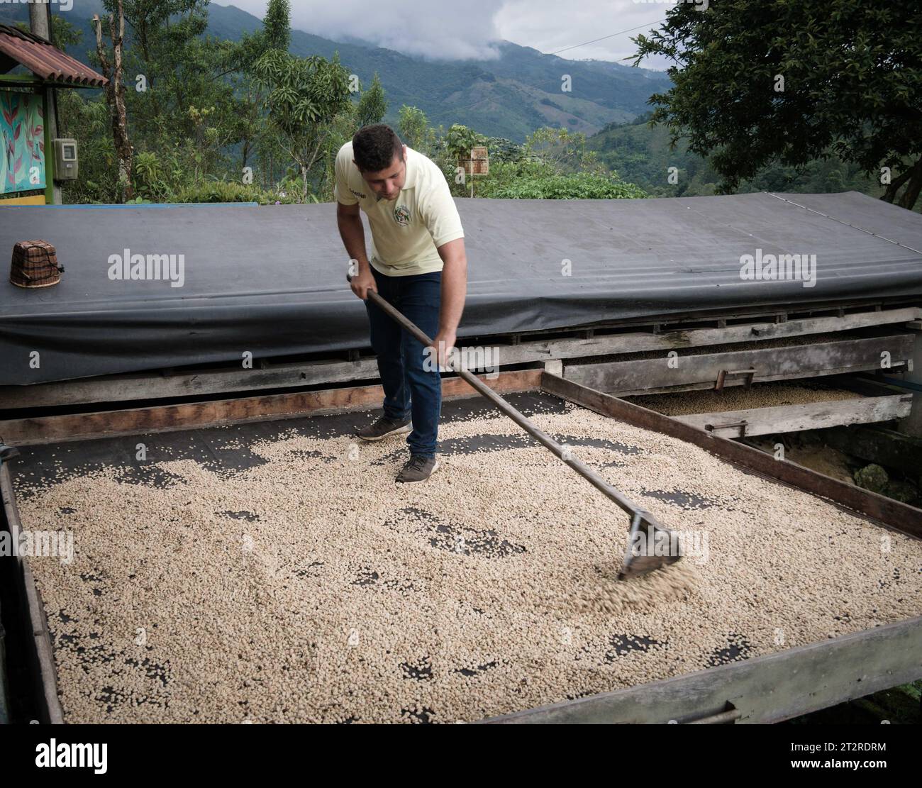 Worker raking coffee beans, coffee farm, Valle de Corcora, Colombia Stock Photo