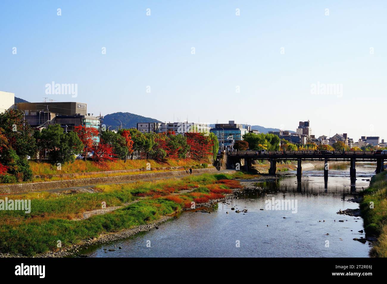 Foliage in Kyoto in autumn, with the Kamo River in the background. Stock Photo