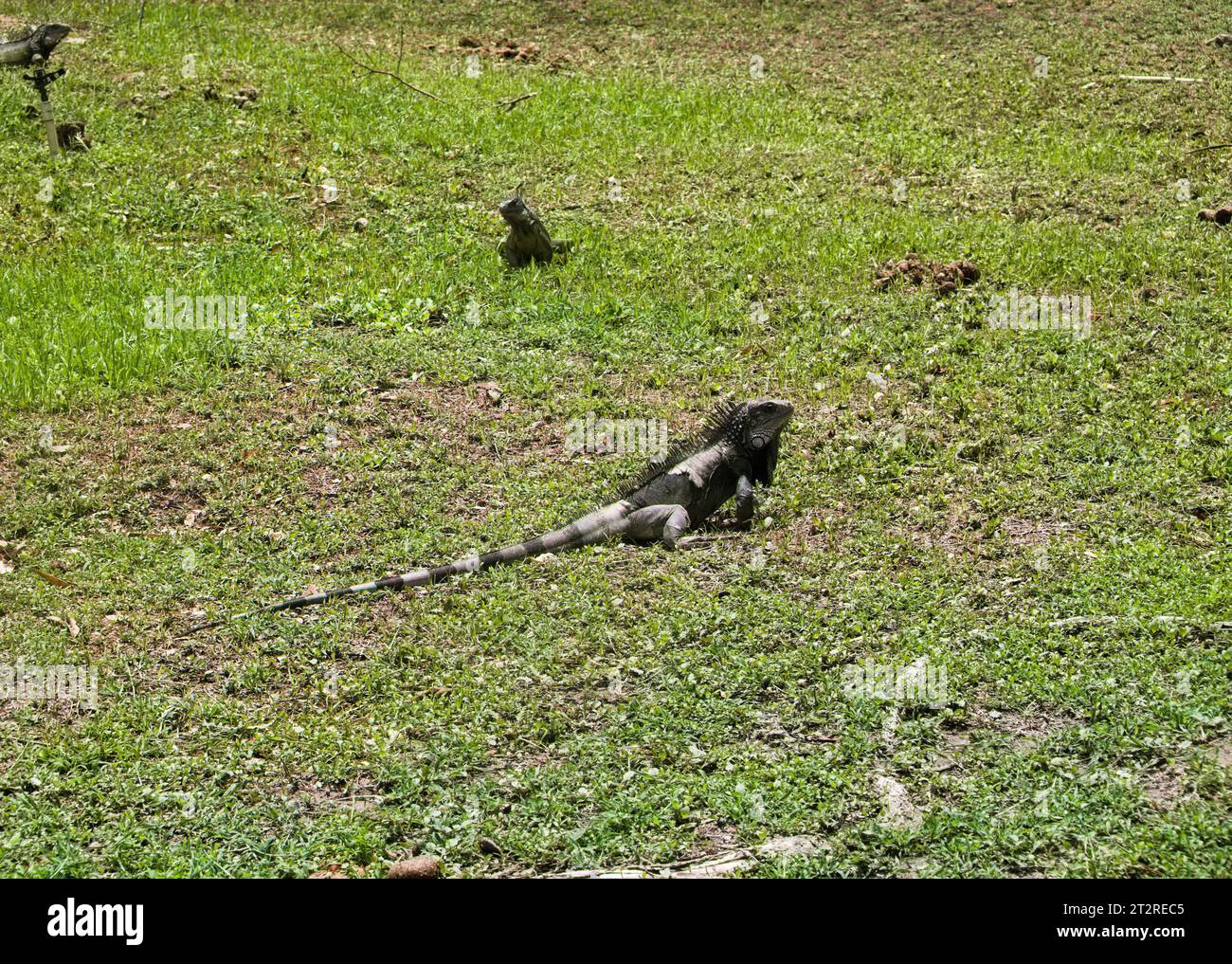 Iguanas in park, Quinta de San Pedro Alejandrino, Santa Marta Stock Photo