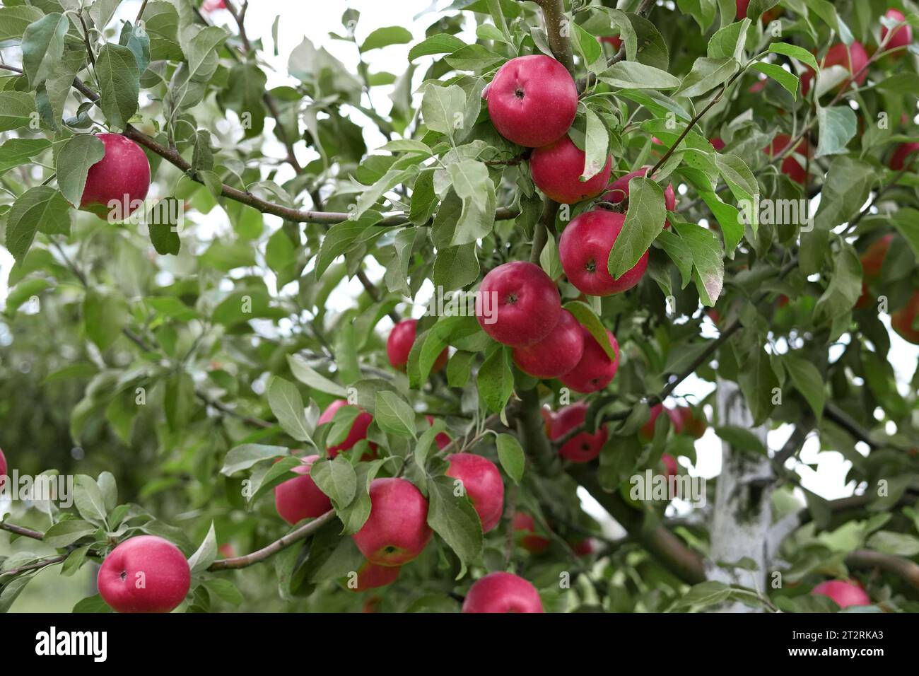 Apple Before Ripe Ripe Apples in the Apple Orchard before Harvesting. Big Red delicious ...