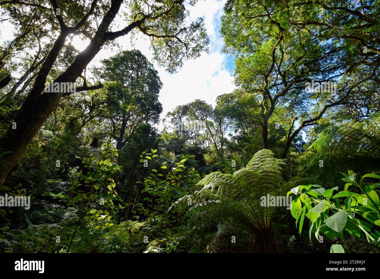 Forest of giant tree ferns near Samaipata (Bolivia) Stock Photo