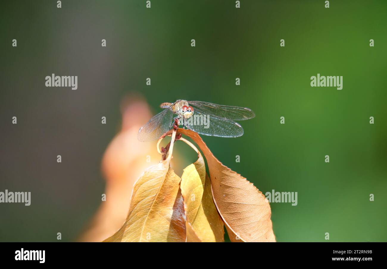 Libelle im Ansitz Stock Photo
