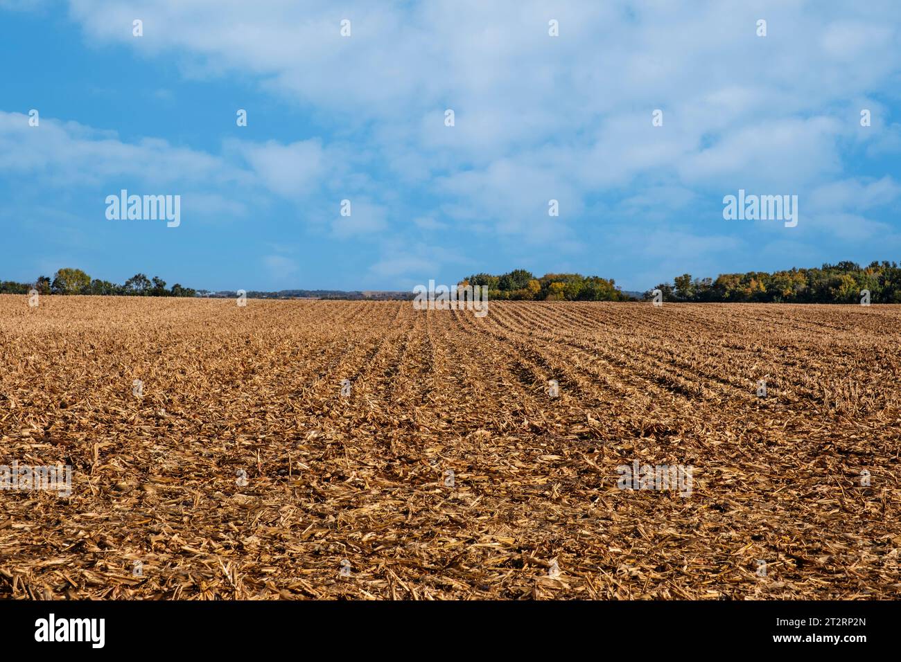 Iowa Cornfield after Fall Harvest, Long Grove, Iowa, USA. Stock Photo