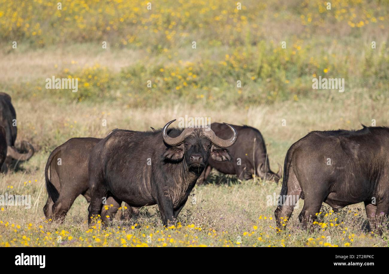 African buffalo (Syncerus caffer) Ngorongoro Crater, Ngorongoro Conservation Area, Tanzania Stock Photo