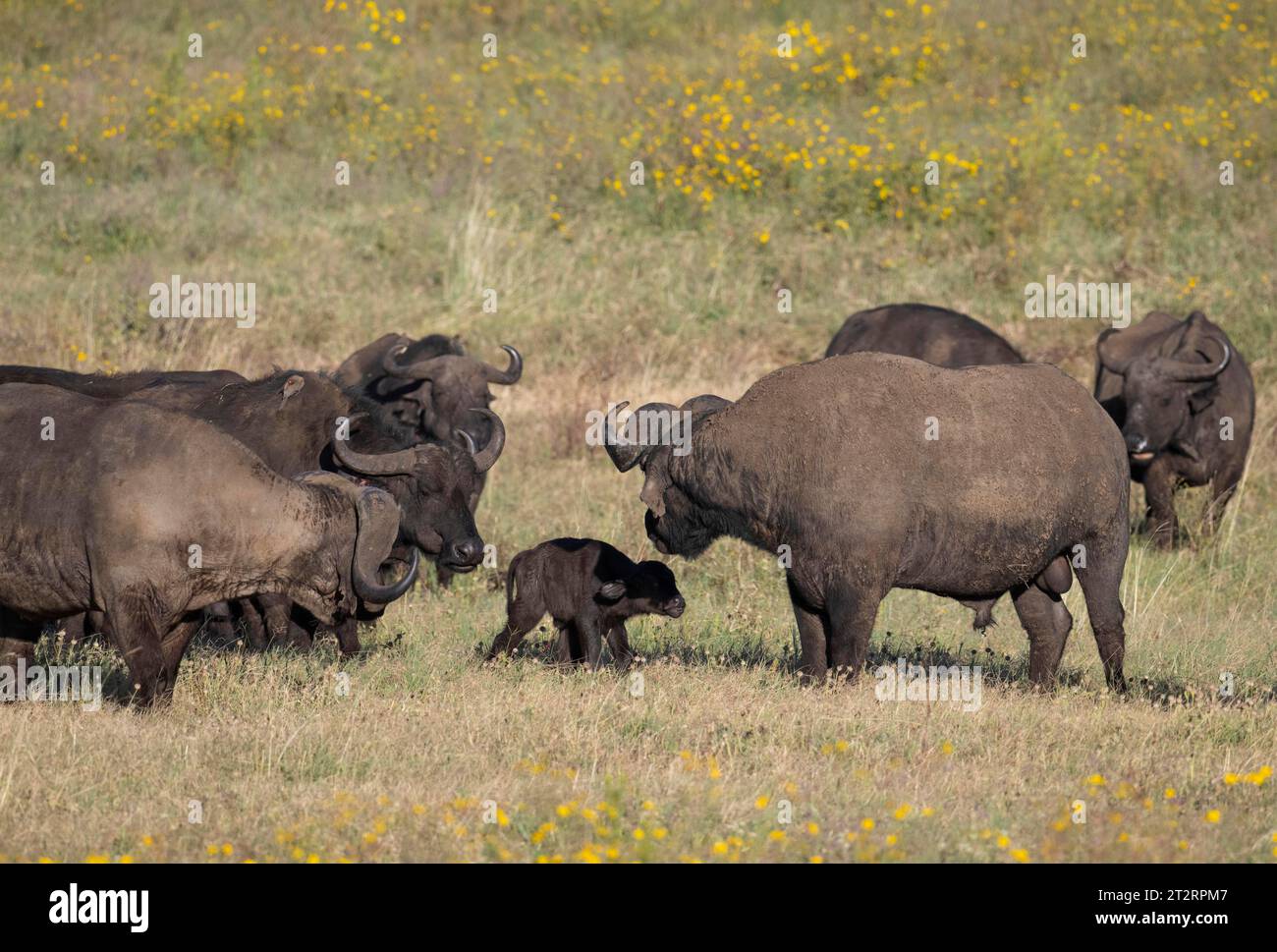 African buffalo (Syncerus caffer) herd with young, Ngorongoro Crater, Ngorongoro Conservation Area, Tanzania Stock Photo
