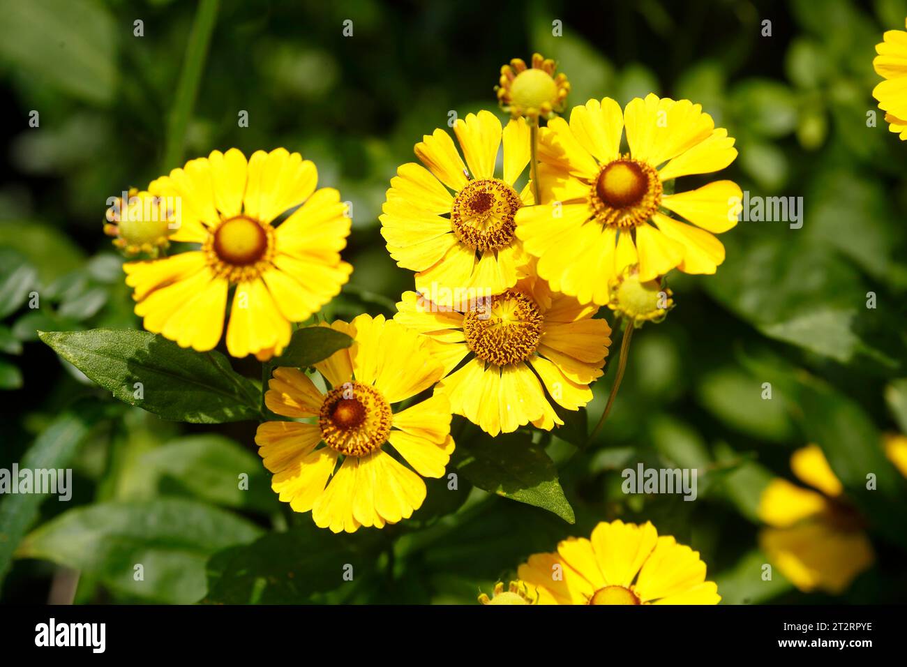 Flowering yellow coneflower (Helenium Hybride), flower, Germany Stock Photo