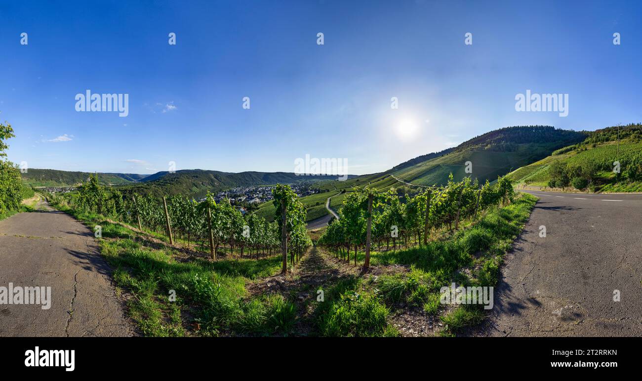 Backlit vineyard in the evening in Kroev, Bernkastel-Wittlich district, Rhineland-Palatinate, Germany Stock Photo