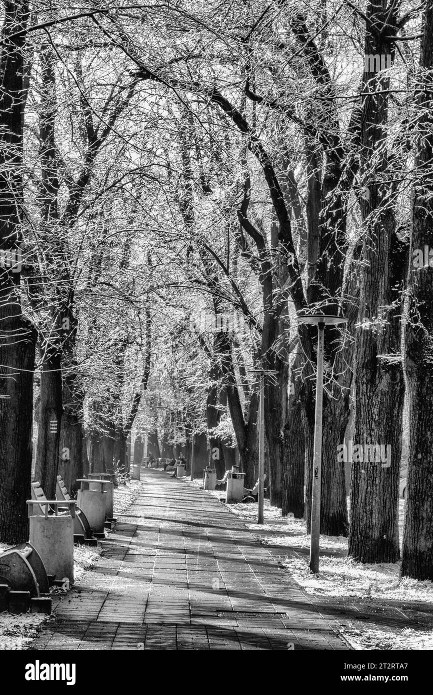 Snowy trees in winter park at town Ruzomberok, Slovakia Stock Photo