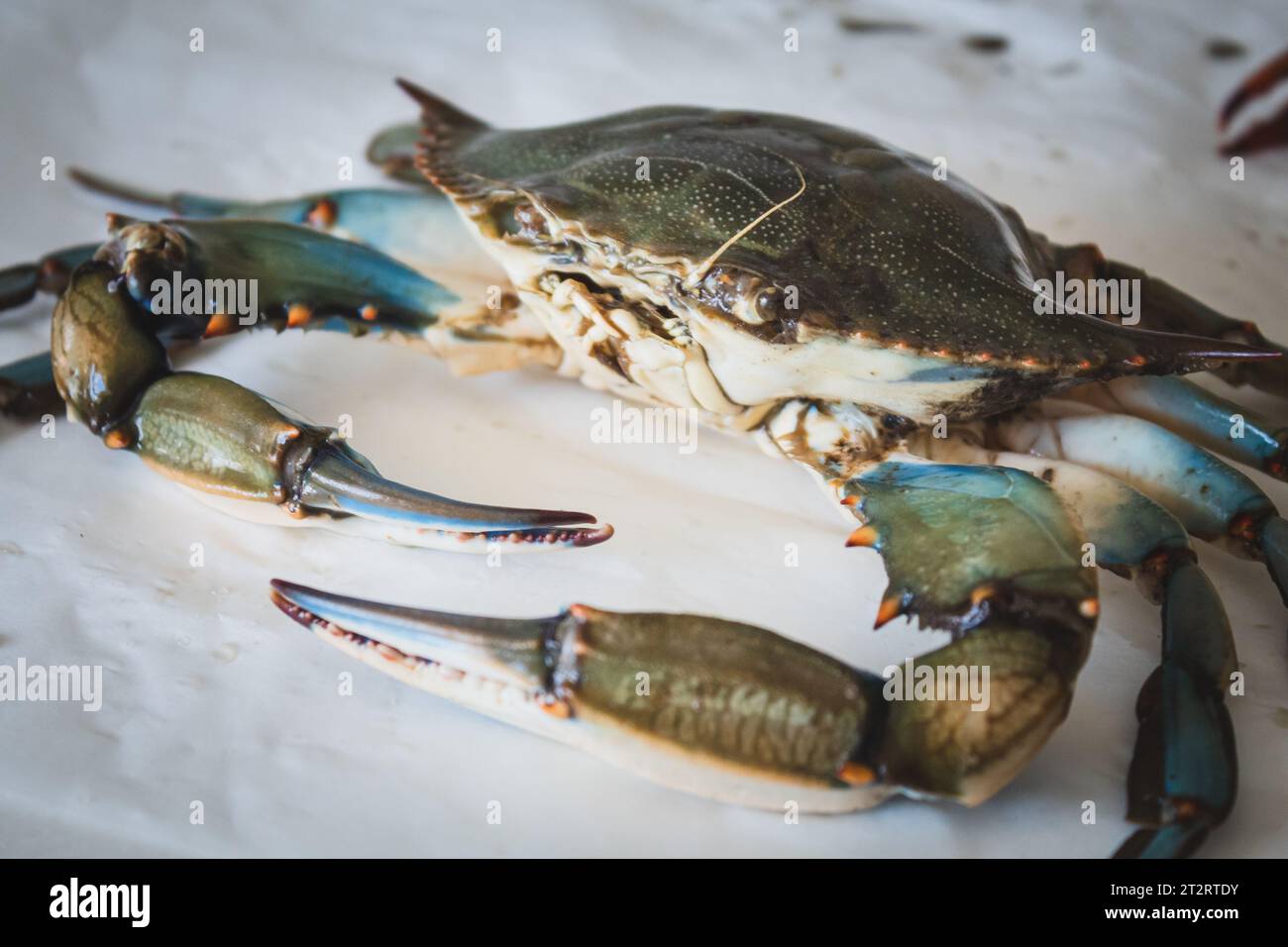 Callinectes sapidus, blue crab, invasive species of crab native to the waters of the western Atlantic Ocean and the Gulf of Mexico in a fish market Stock Photo