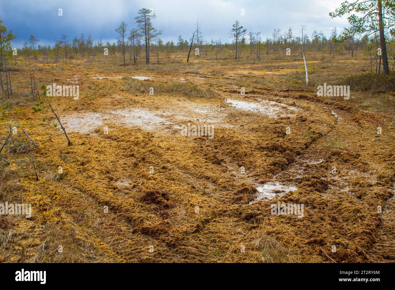 Tracks of an all-terrain vehicle on sphagnum High bog. Such track does not overgrow for many years. Protection of swamps, because swamps, but not fore Stock Photo