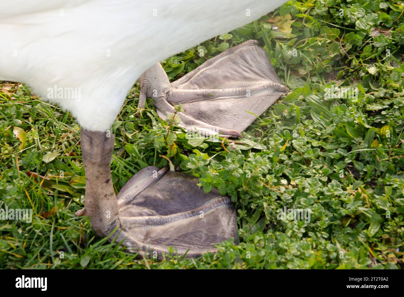 Close-up of webbed feet of a swan standing on green grass. Concept: standing firmly on its feet. Stock Photo