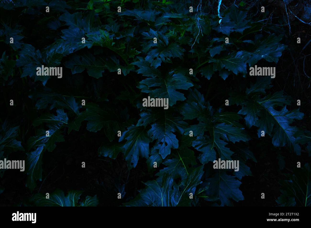 Set of unbloomed acanthus leaves. Bluish tone and ombre style in a low key photography. Stock Photo