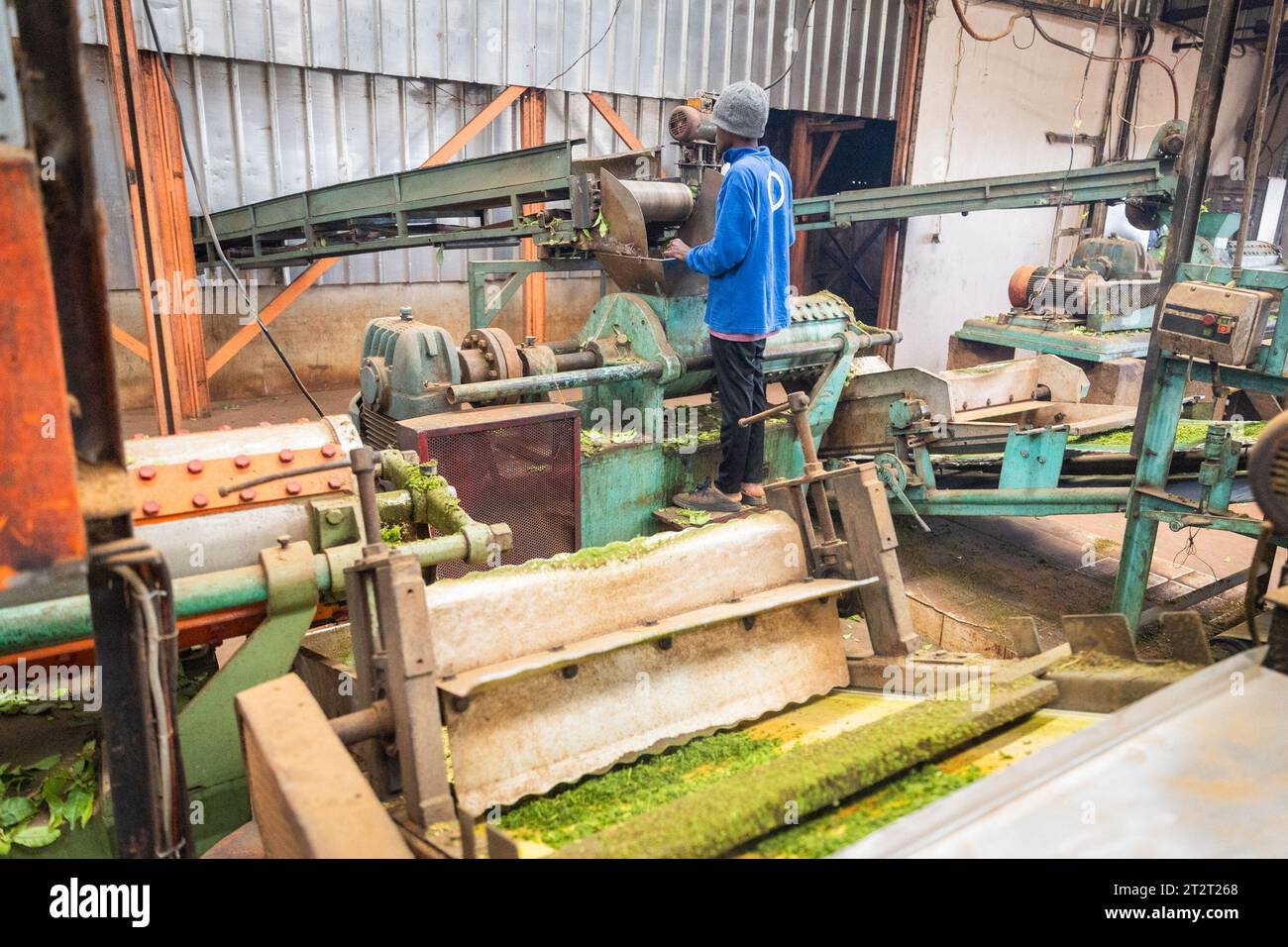 Interior of a tea production factory, the worker puts the tea leaves into the shredder Stock Photo