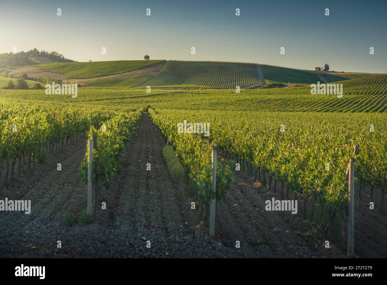 Vineyards at sunset. Trees on the top of the hill. Castellina in Chianti, Tuscany region, Italy, Europe. Stock Photo