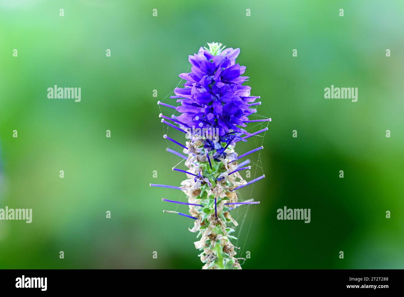 Spiked speedwell Stock Photo
