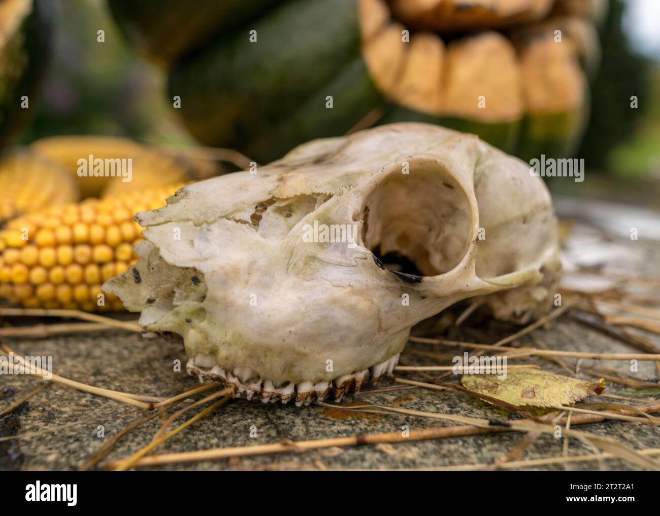 white animal skull, halloween time, autumn in the garden and in nature Stock Photo