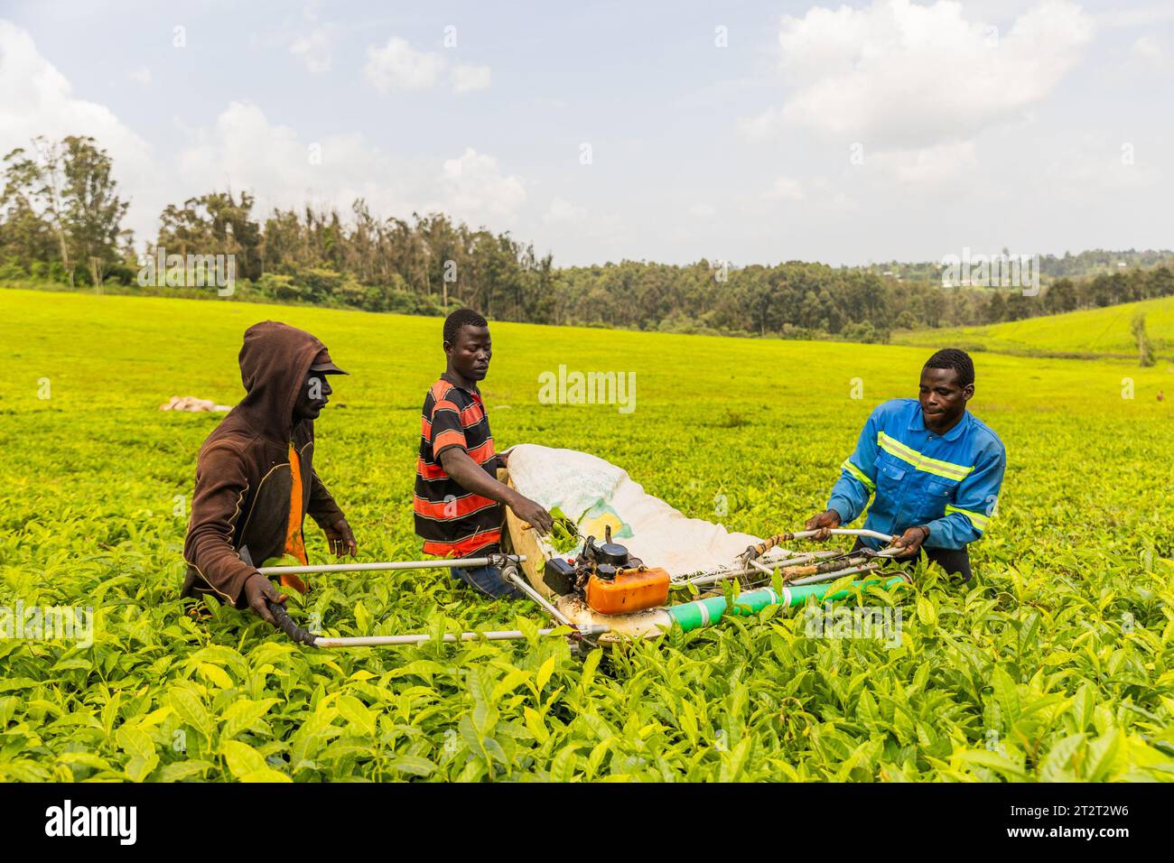 Three farmers working with a machine harvest tea leaves and put them into a sack. Stock Photo